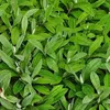 6 x Siberische Edelweiss - Anaphalis triplinervis  | Topf Produktbild-Vorschau 2