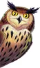 A close-up illustration of an owl's face and upper body against a white background. Produktbild-Vorschau