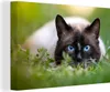 OneMillionCanvasses® - Leinwandbilder - 140x90 cm, Katze - Produktbild-Vorschau 1