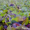 Gartendünger All-In-One (20 kg - für 200 m2)- Organifer Produktbild-Vorschau 8