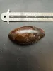 Mamey sapote (Pouteria sapota) – 1 nasiono Podgląd zdjęcia produktu 5