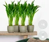 4er Set - Dypsis Lutescens - Goldfruchtpalme - Areca Palme Produktbild-Vorschau 2