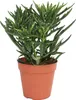Kalanchoe "Spider" - im 12cm Topf Produktbild-Vorschau 1