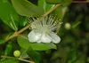 SAFLAX  - Mirto - 30 semi - Con substrato - Myrtus Anteprima dell’immagine prodotto 5