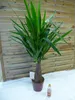 [Palmenlager]  Yucca elephantipes "Maya Tree" 100 cm - Produktbild-Vorschau 3