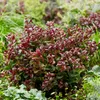 Leucothoe Curly Red - Rojo - Perenne - Bajo mantenimiento - Vista previa de la imagen del producto 4