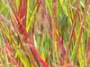 Stauden Gänge 1 x Panicum virgatum 'Squaw' im 1 Liter Topf Produktbild-Vorschau 4