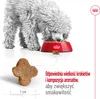 Royal Canin Mini Adult 8+, Dorosły, Mini (5 - 10 kg), Podgląd zdjęcia produktu 3