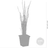 Bloomique - Lot de 3 - Typha Latifolia - Grand Massette - Voir les images du produit 4