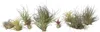 Tillandsien Luftpflanzen - 10 Stk - Tillandsia - Höhe Produktbild-Vorschau 1