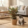 Calathea Makoyana Pfauen Korbmarante 70cm - Zimmerpflanze Produktbild-Vorschau 3