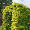 Humulus lupulus, Hopfen, 60–100 cm Produktbild-Vorschau 14