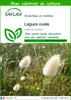 SAFLAX  - Lagure ovale - 100 graines - Avec substrat - Voir les images du produit 1
