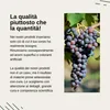 Vita Elements Estratto di Semi d'Uva OPC 240 Capsule Anteprima dell’immagine prodotto 4