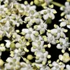 A close-up view of a cluster of small white flowers with yellow centers. Produktbild-Vorschau