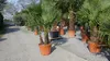 Palmengruppe Trachycarpus Fortunei Palme mehrstämmig, Produktbild-Vorschau 4