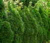 Dehner Thuja Smaragd, immergrün, ca. 100-125 cm, 9.9 l Produktbild-Vorschau 5
