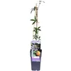 Passiflora Caerulea - ↨65Cm - Ø15 Náhľad obrázku produktu 6