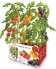 Farben der Tomatendose batlle Produktbild-Vorschau 1