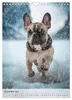 Französische Bulldogge - ein Hund für die Familie Produktbild-Vorschau 14