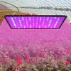 A grow light illuminates a field of red flowers inside a greenhouse. Produktbild-Vorschau