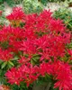 Pieris japonica 'Forest Flame', Japanische Lavendelheide, Produktbild-Vorschau 13