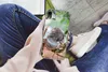 MuchoWow® Handyhülle Schutzhülle Hülle für iPhone XR Koala Produktbild-Vorschau 3