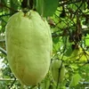 Semená Passiflora Quadrangularis - balenie 5 ks - Exotické Náhľad obrázku produktu 6