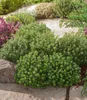 BALDUR Garten 6x Winterharter Oregano, Pflanzen im 9x9 Produktbild-Vorschau 2