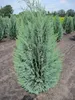 Chamaecyparis lawsoniana 'Columnaris' - Blaue Produktbild-Vorschau 4