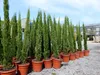 10x Totem 150 - 170 cm Toskana Zypresse Mittelmeerzypresse Produktbild-Vorschau 4