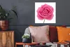 MuchoWow® Poster Nahaufnahme einer einzelnen rosa Rose auf Produktbild-Vorschau 3