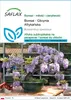 SAFLAX - Bonsai - Glicynia Afrykańska - 15 Nasiona - Podgląd zdjęcia produktu 1
