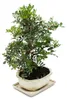 Bonsai – Pistacia lentiscus – Mastixstrauch – Wilde Produktbild-Vorschau 3