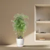 Polyscias hawaiiana "Ming" - aralia perovita - albero del Anteprima dell’immagine prodotto 4