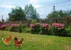Kerbl Geflügelnetz (E-fähig, 50m x 106cm, 15 Pfähle, Produktbild-Vorschau 15