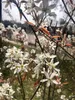 Amelanchier lamarckii - Felsenbirne 50- 60 cm Container Produktbild-Vorschau 1
