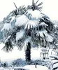 A palm tree covered in snow in a garden setting. Produktbild-Vorschau