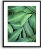 Gerahmtes Poster - Schwarzer Rahmen - Blätter Eukalyptus Produktbild-Vorschau 1