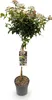 Viburnum tinus Immergrüner Schneeball Stamm-Pflanze Ø19cm Produktbild-Vorschau 2