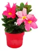 Dipladenia - Chilenischer Jasmin - 10cm Topf - Set mit 3 Produktbild-Vorschau 2