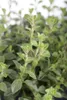 Origanum vulgare, Oregano, aromatisch, ca. 9x9 cm Topf Produktbild-Vorschau 1