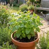 Bloomique - Zestaw 6 sztuk - Melissa officinalis - Melisa Podgląd zdjęcia produktu 3
