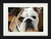 Hunde Gerahmtes Bild Mit Edlem Passepartout | Wand-Bilder | Produktbild-Vorschau 1