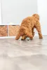 100 Productafbeelding-voorbeeld 2