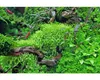 Grasartiger Wasserschlauch - Utricularia graminifolia Produktbild-Vorschau 3