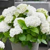3er-Mix - Hydrangea Macrophylla - Rosa, Blau, Weiß - Produktbild-Vorschau 5