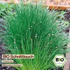 Samenliebe  Schnittlauch Samen | Polycross - winterhart & Produktbild-Vorschau 4