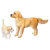 00309 Golden Retriever Rüde Produktbild-Vorschau 3