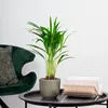 Bloomique - Dypsis Lutescens - Goldfruchtpalme - Areca Produktbild-Vorschau 4